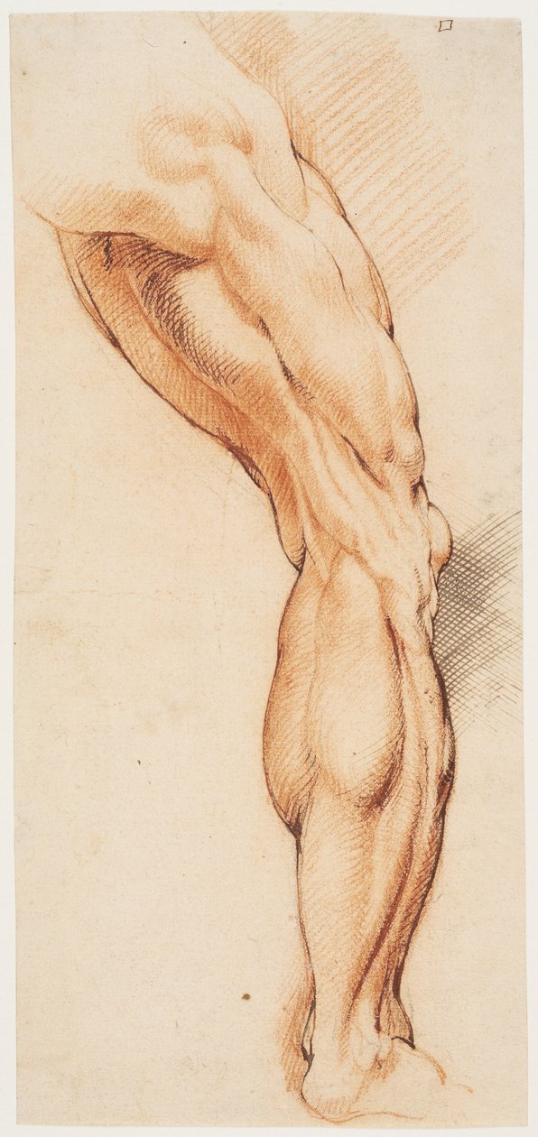 Anatomical Study. A Man