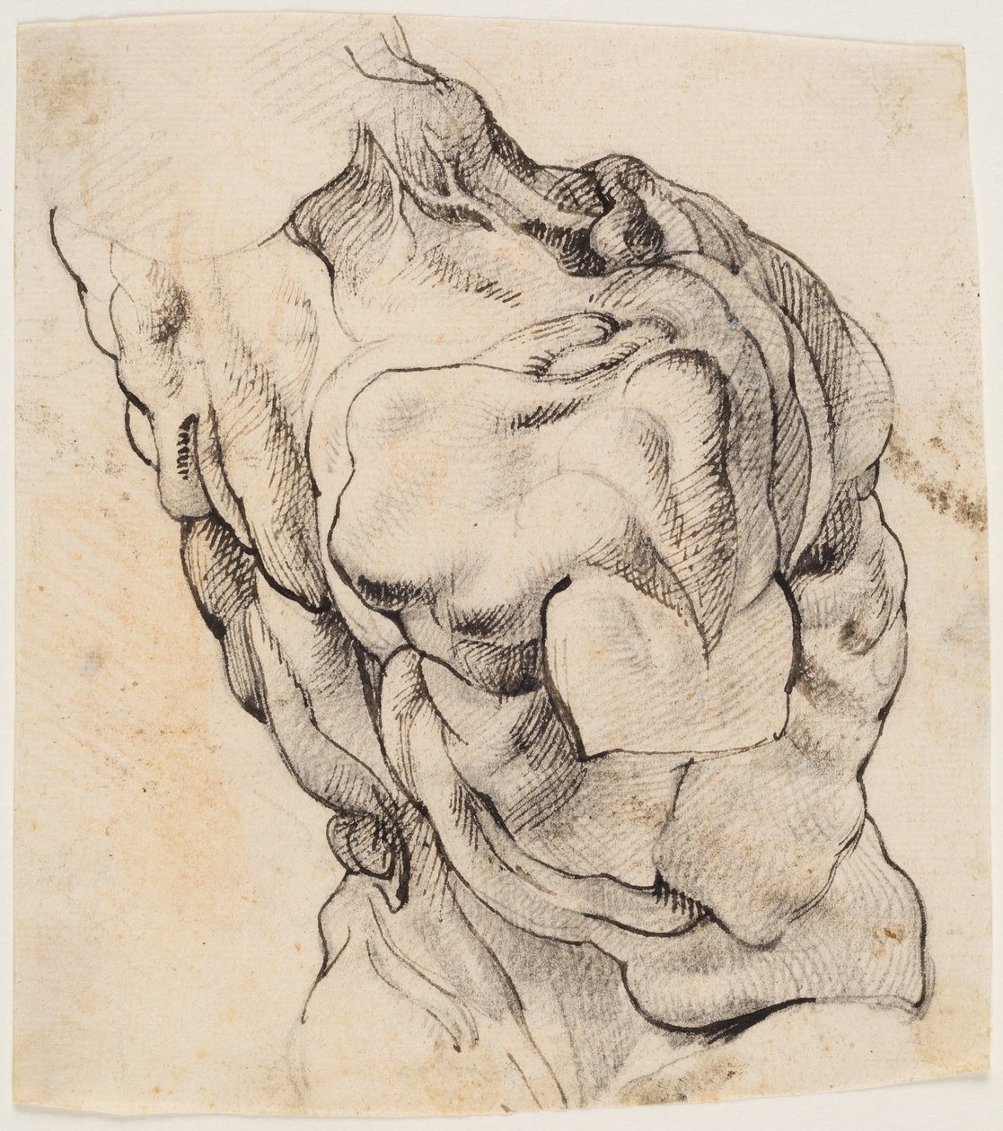 Anatomical Study. Torso of a Flayed Man Seen from the Back Half Turned to the Right by Willem Panneels