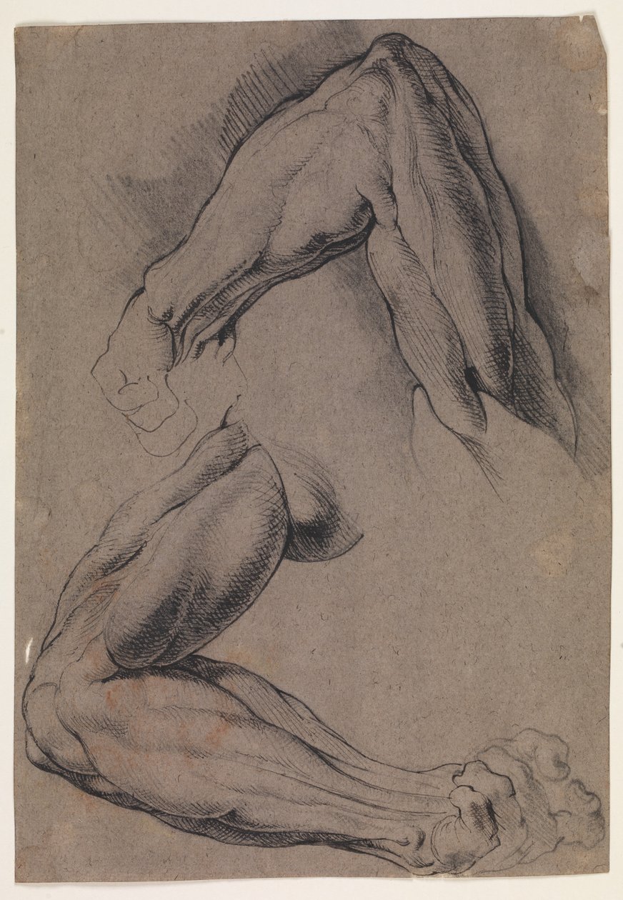 Anatomical Study. Two studies of a man