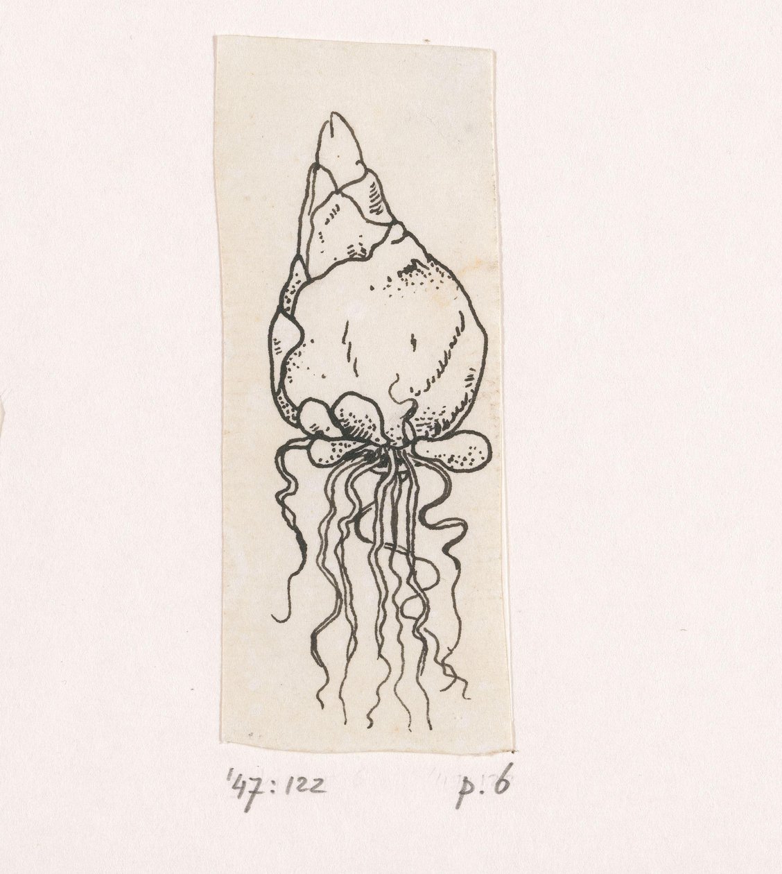 Flower Bulb by Willem Wenckebach
