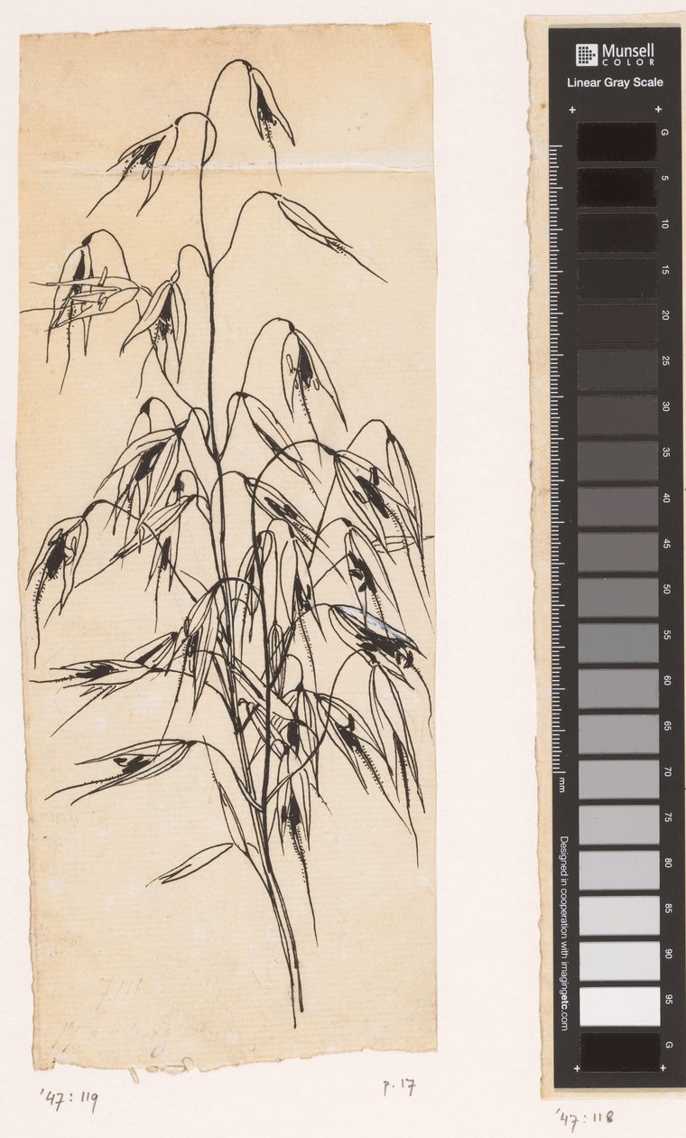 Oats by Willem Wenckebach