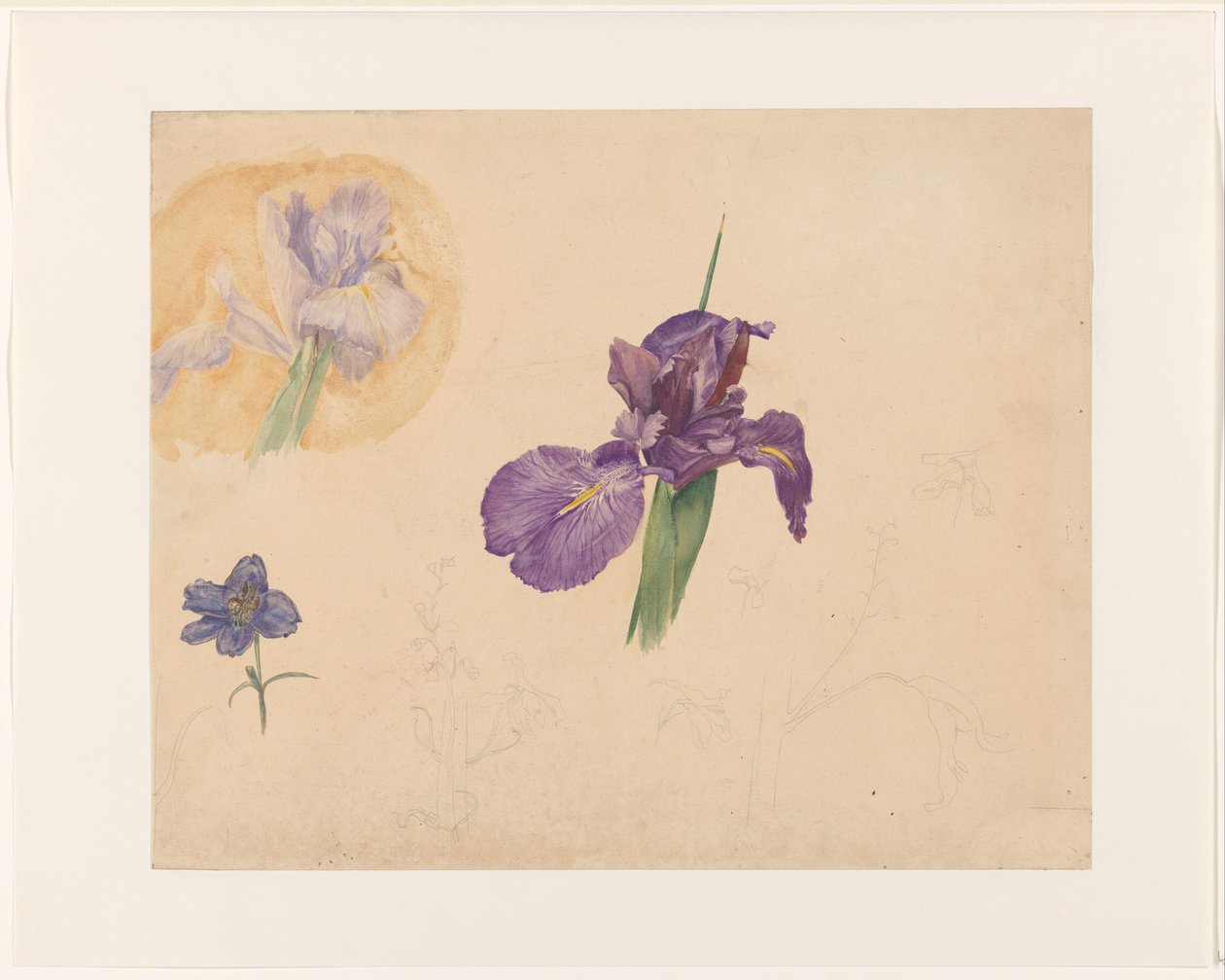 Studies of an Iris and Larkspur by Willem van Konijnenburg