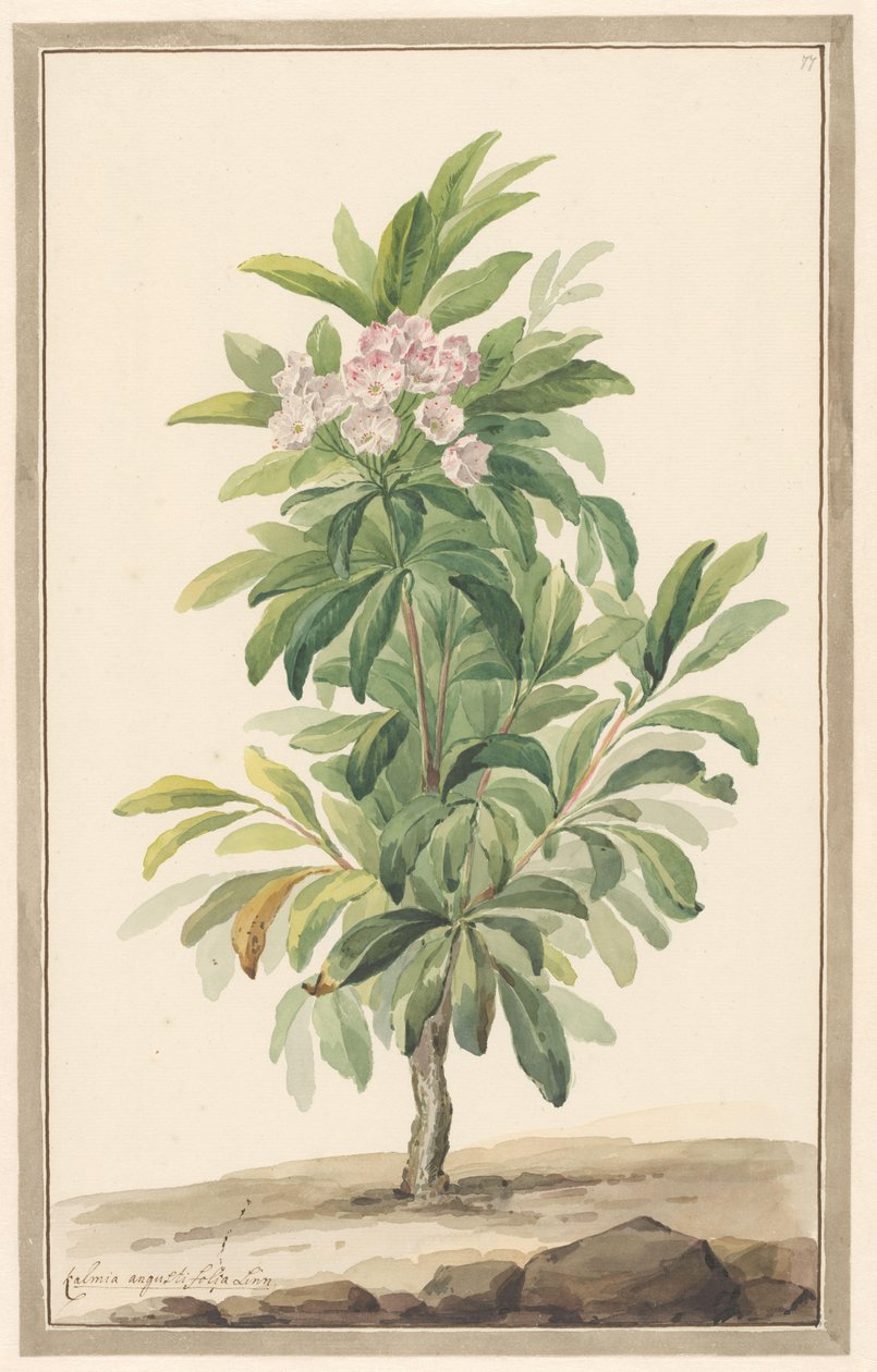 Narrow-leaved Spoon Tree in Landscape (Kalmia Angustifolia) by Willem van Leen (attributed to)
