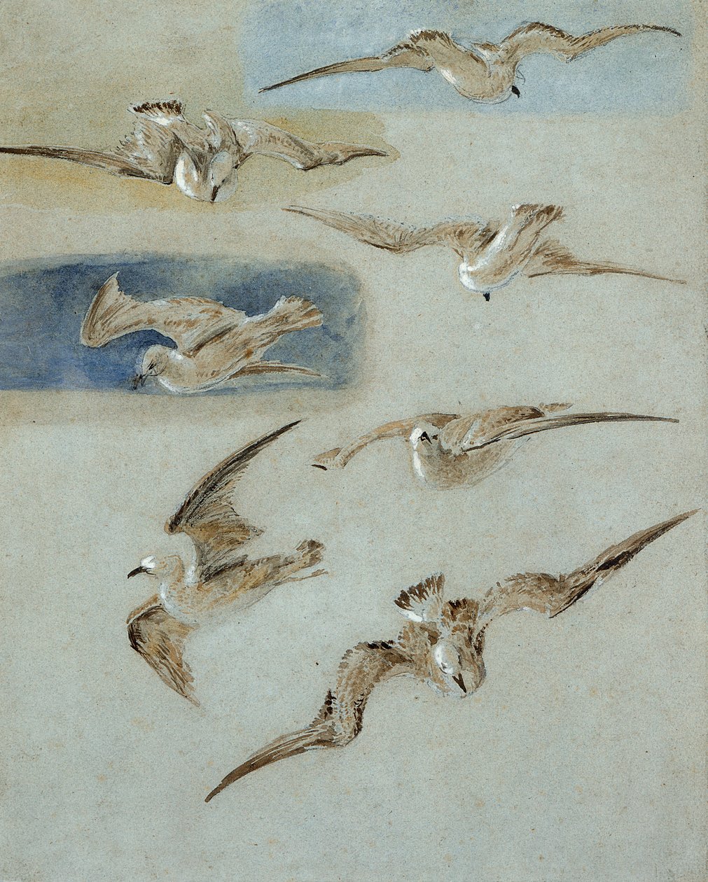 Study of Seagulls by Clarkson Frederick Stanfield