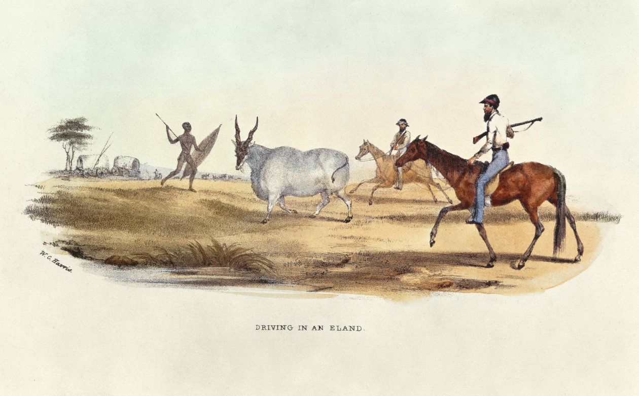 Driving in an Eland, Illustration from Wild Sports of South Africa by W.C. Harris by William Cornwallis Harris