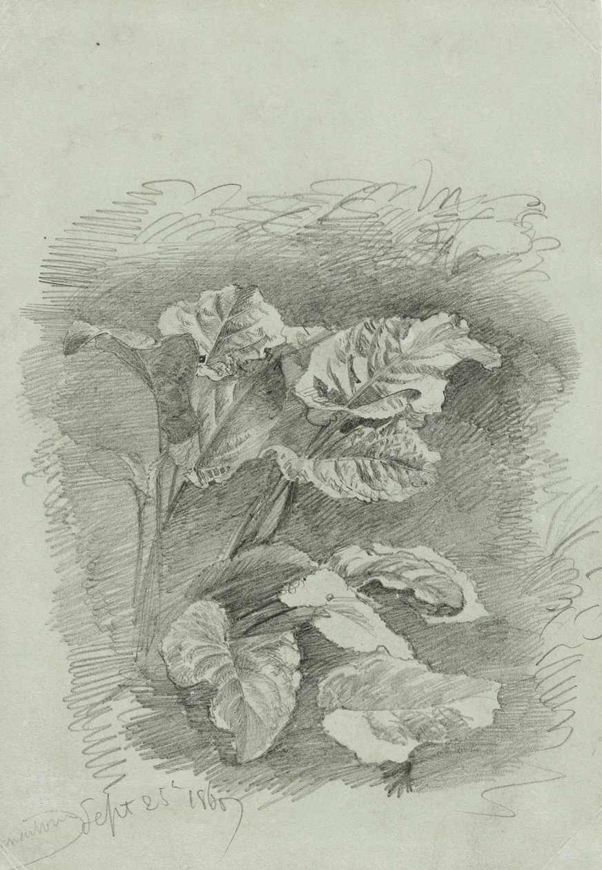 Study of a Plant by William Trost Richards