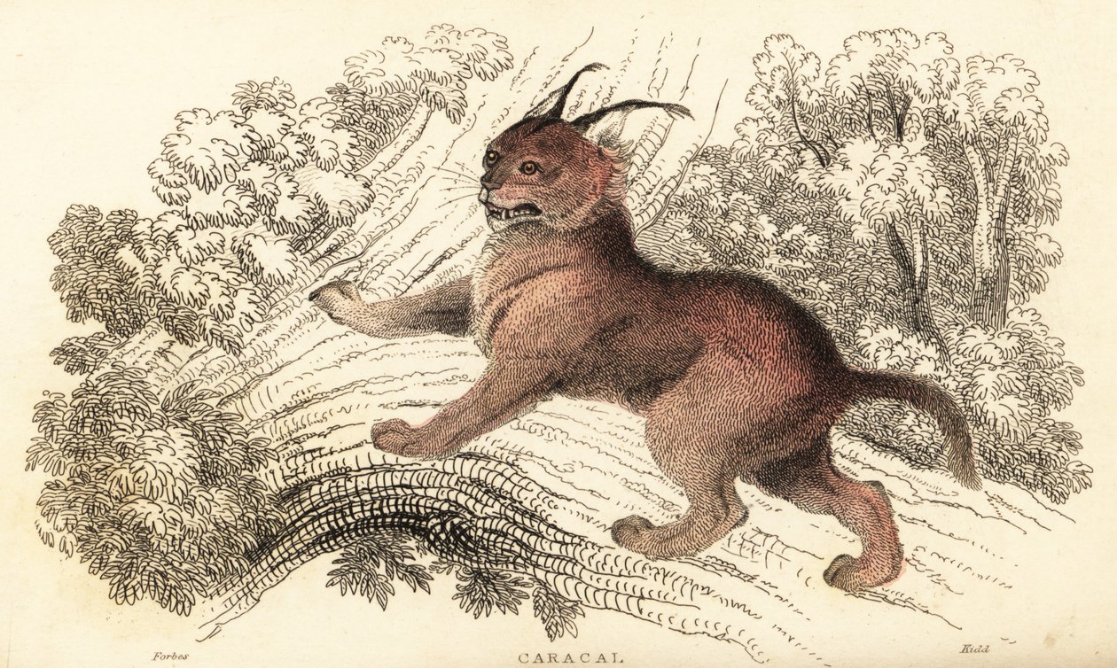 Caracal, Caracal Caracal, 1834 (engraving) by William Alexander Forbes