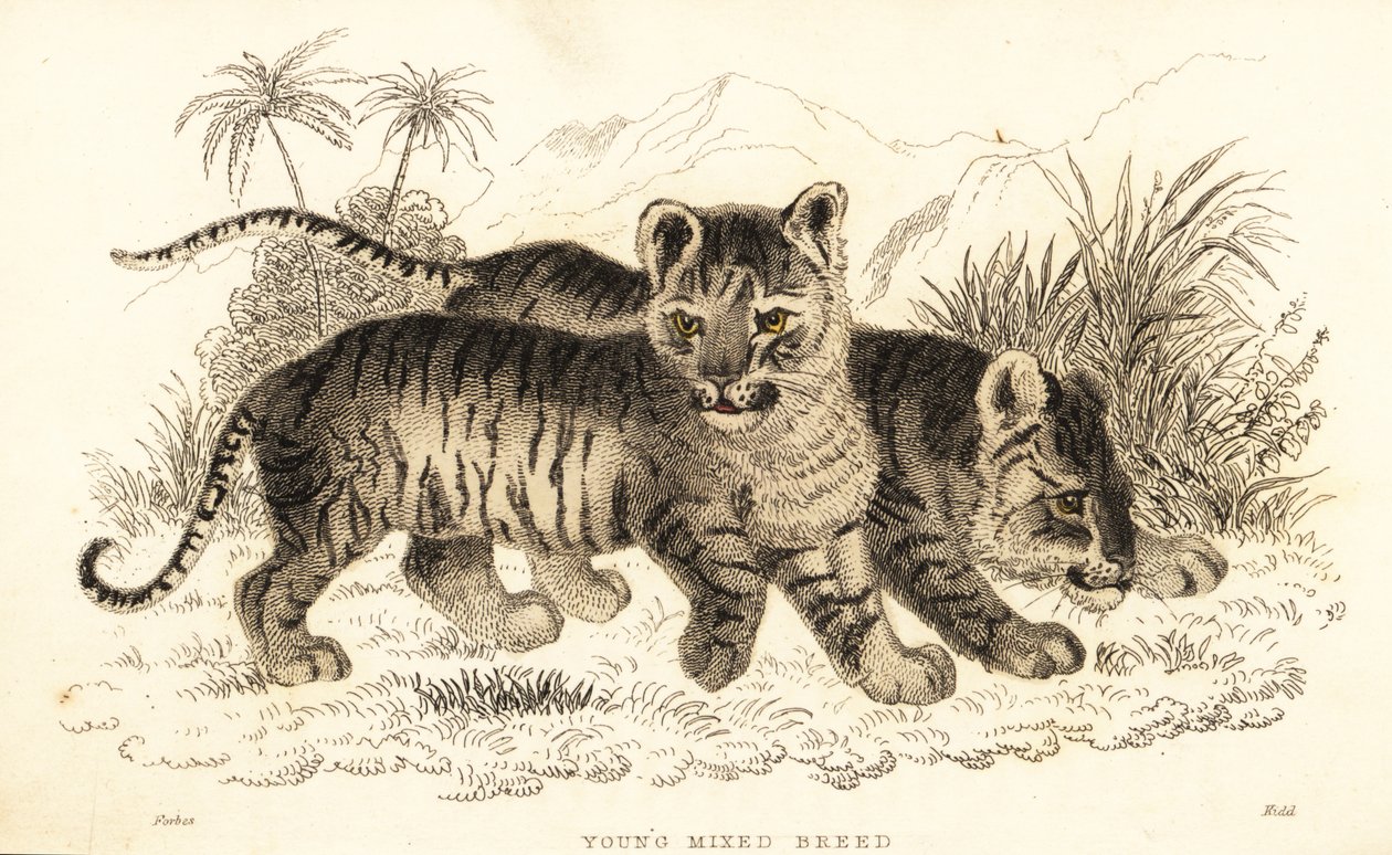 Puma lynx athese hybrid