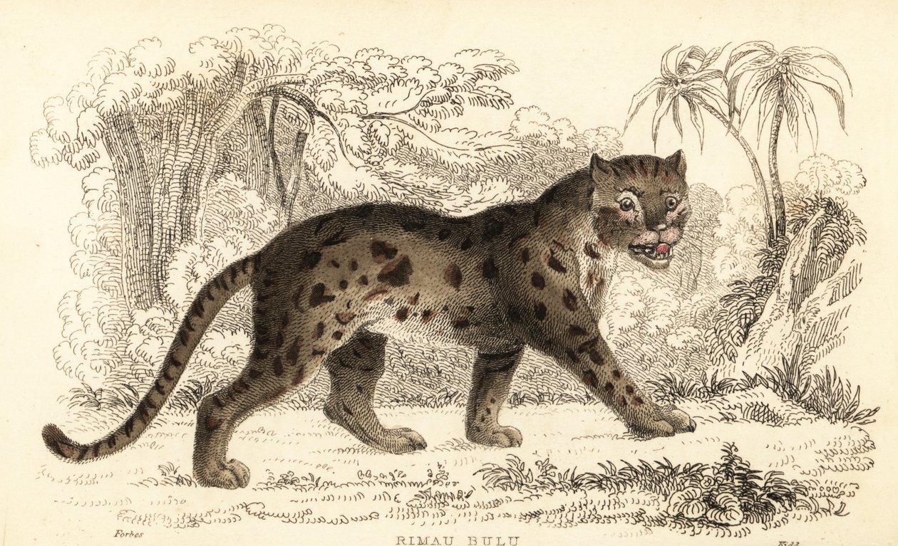 Sunda Leopard Cat, Prionailurus bengalensis subsp. sumatranus by William Alexander Forbes