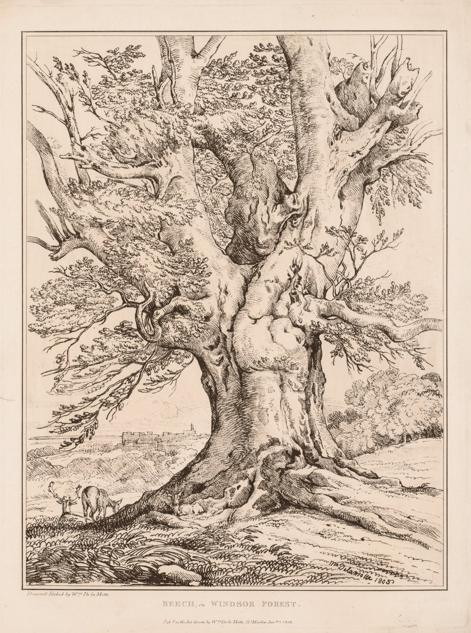 Beech in Windsor Forest by William Alfred Delamotte