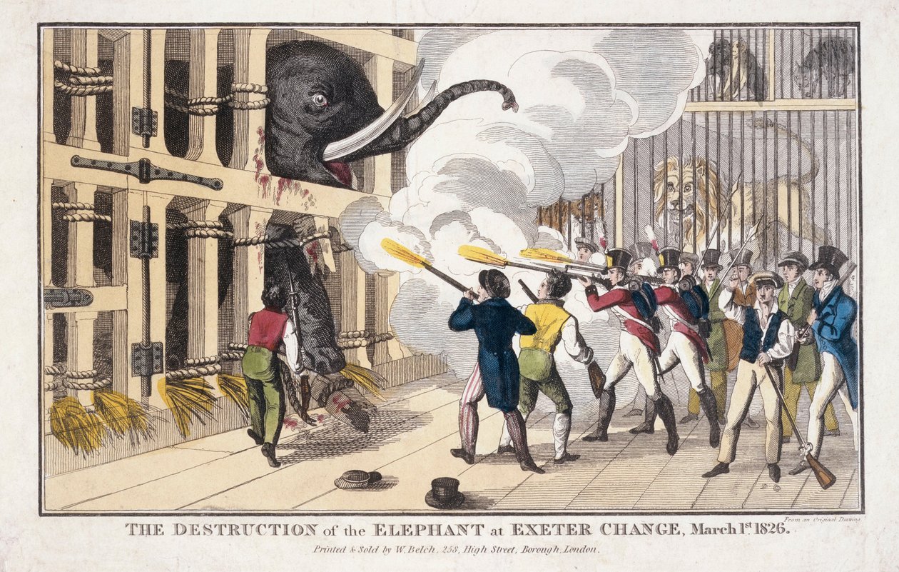 The Destruction of the Elephant Destroyed at Exeter 