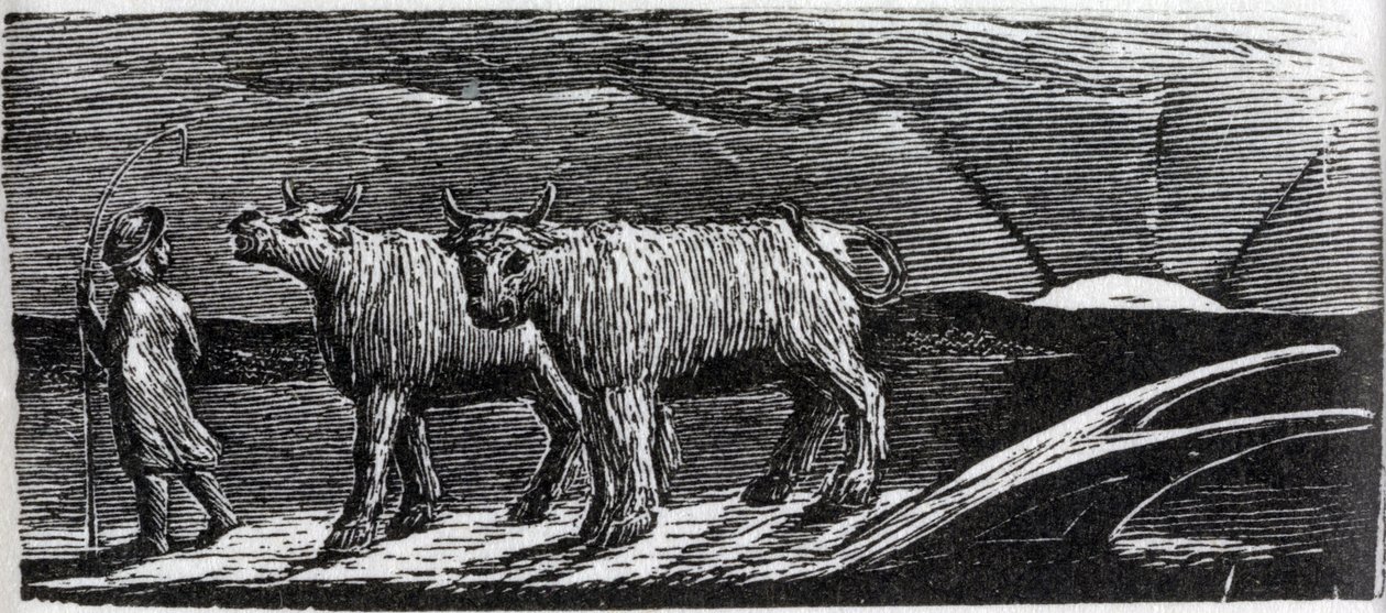 Unyoked Heifers Loitering Homeward, Illustration from Dr. Thornton