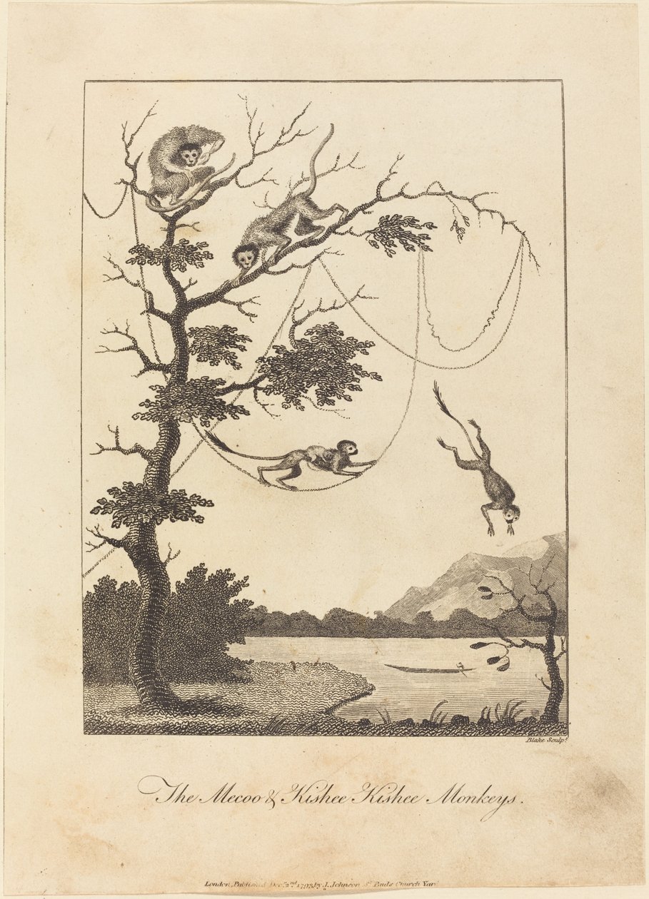 The Mecoo & Kisbee Kishee Monkeys by William Blake after John Gabriel Stedman