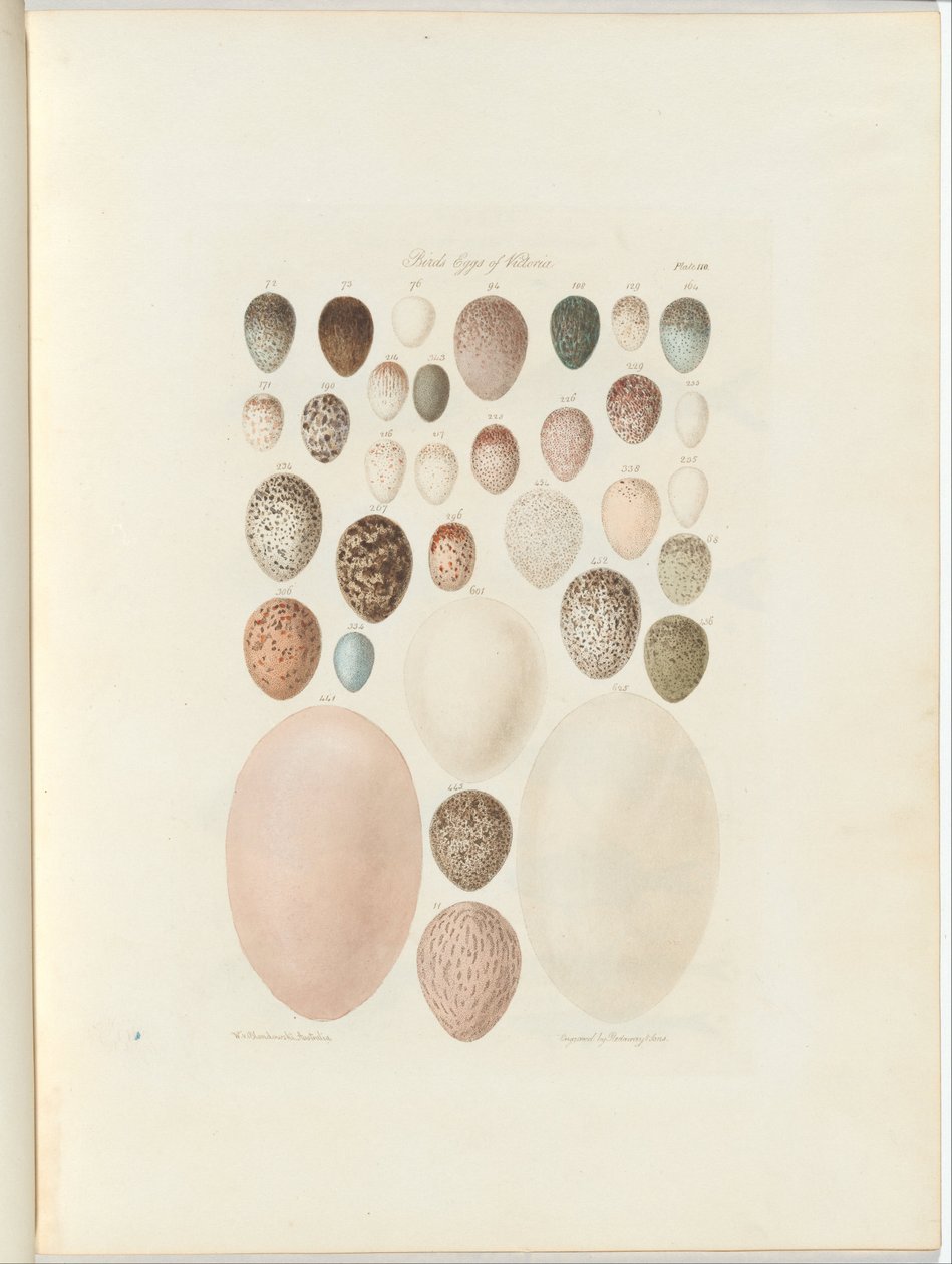 Birds eggs of Victoria. the unpublished folio Australia Terra Cognita ...