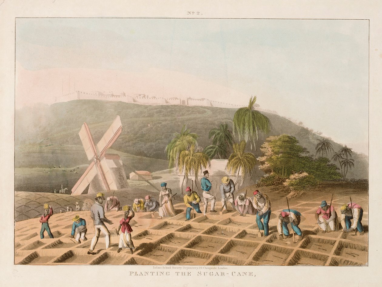 Planting the sugar cane by William Clark