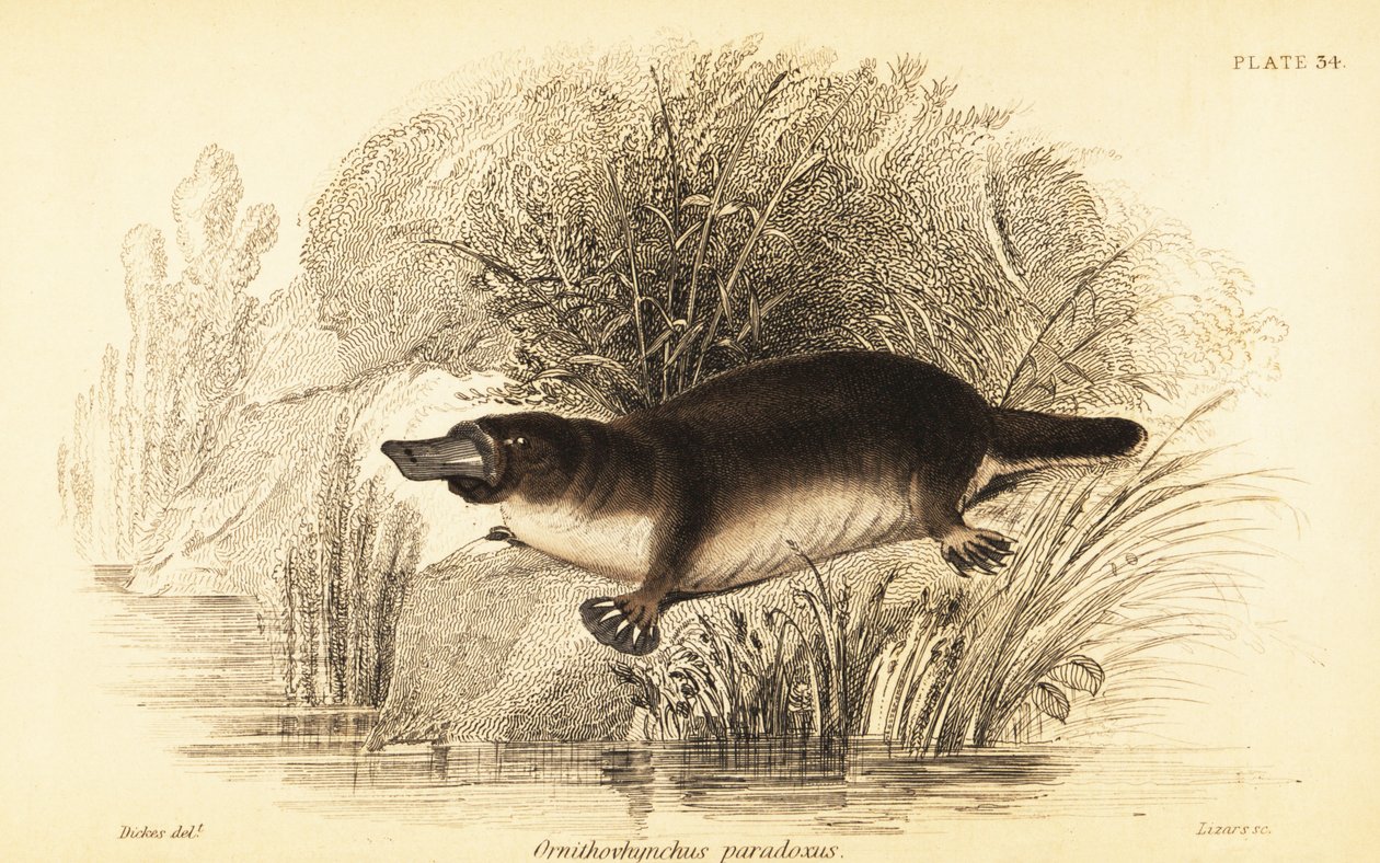Platypus, Ornithorhynchus Anatinus (engraving) by William Dickes
