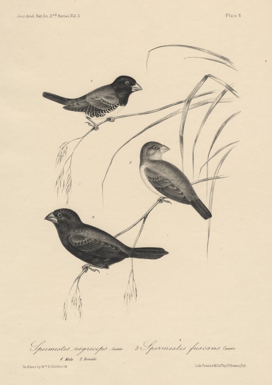 Spermestes Nigriceps (male and female) and Spermestes Fuscans, litho by J.T. Bowen, 1850 by William E. Hitchcock
