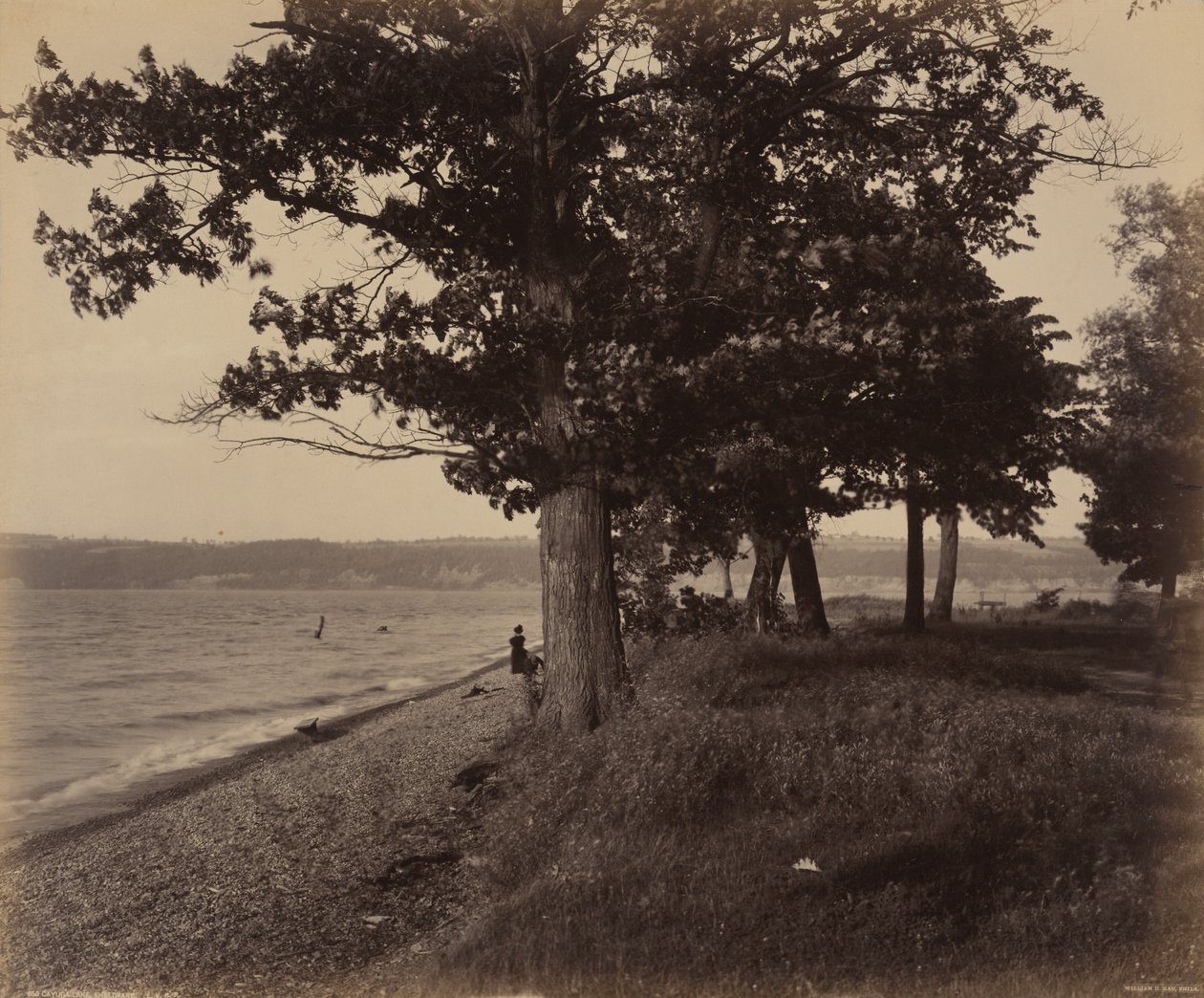 Cayuga Lake, Sheldrake by William H. Rau