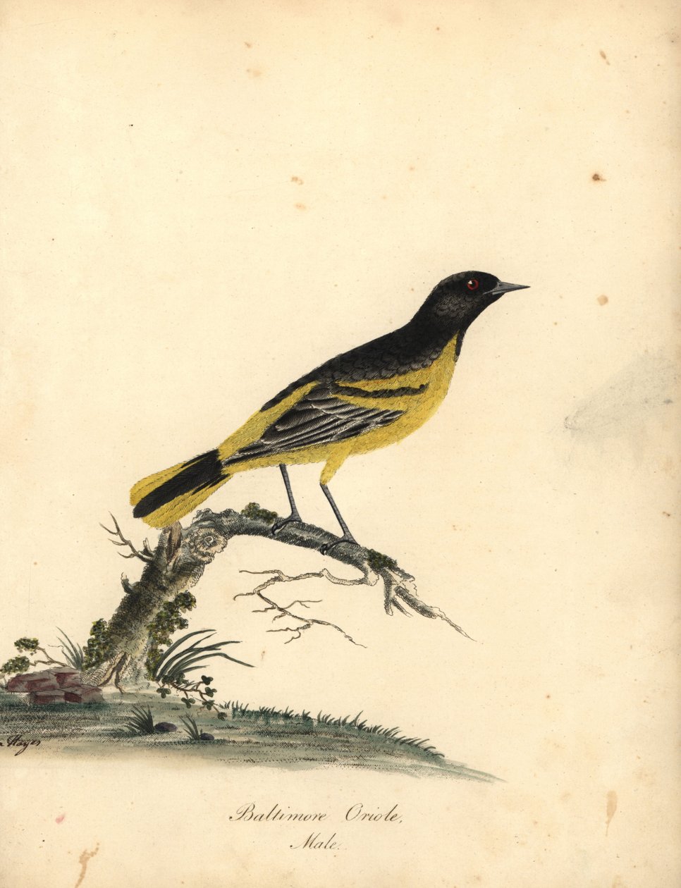 Baltimore Oriole, Icterus Galbula. Handcoloured Copperplate Engraving of an Illustration by Matilda Hayes from William Hayes