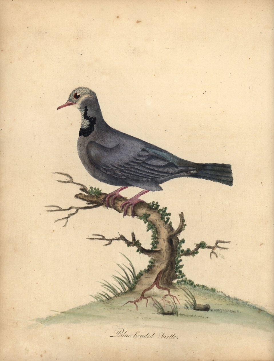 Blue-Headed Quail-Dove, Starnoenas Cyanocephala. Handcoloured Copperplate Engraving of an Illustration by William Hayes from Portraits of Rare and Curious Birds from the Menagery of Osterly Park by William Hayes