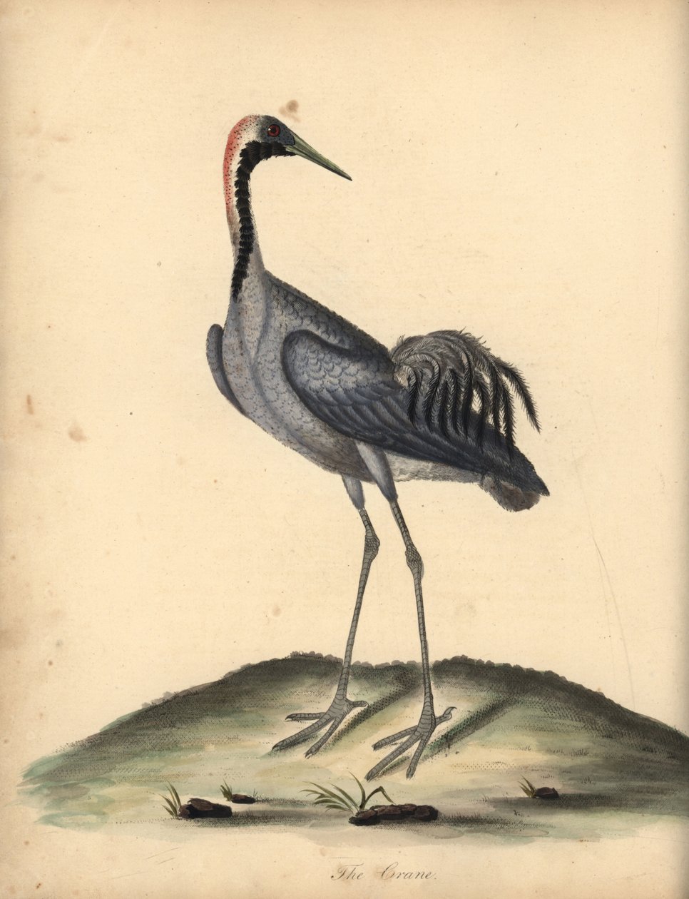Common Crane, Grus Grus. Handcoloured Copperplate Engraving of an Illustration by William Hayes from Portraits of Rare and Curious Birds from the Menagery of Osterly Park by William Hayes