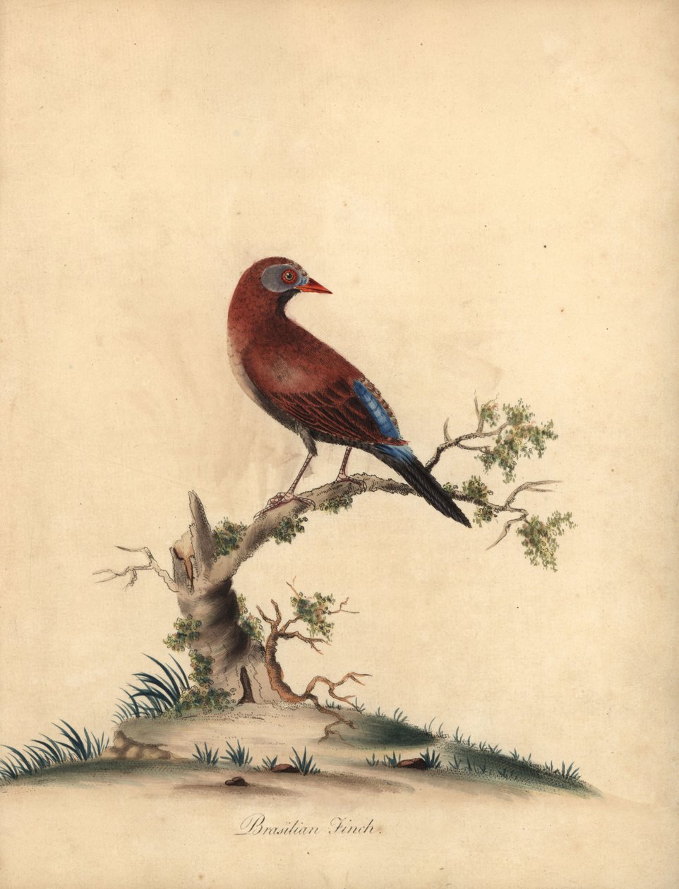 Common Grenadier, Uraeginthus Granatinus, Native to Africa. Handcoloured Copperplate Engraving of an Illustration by William Hayes from Portraits of Rare and Curious Birds from the Menagery of Osterly Park by William Hayes