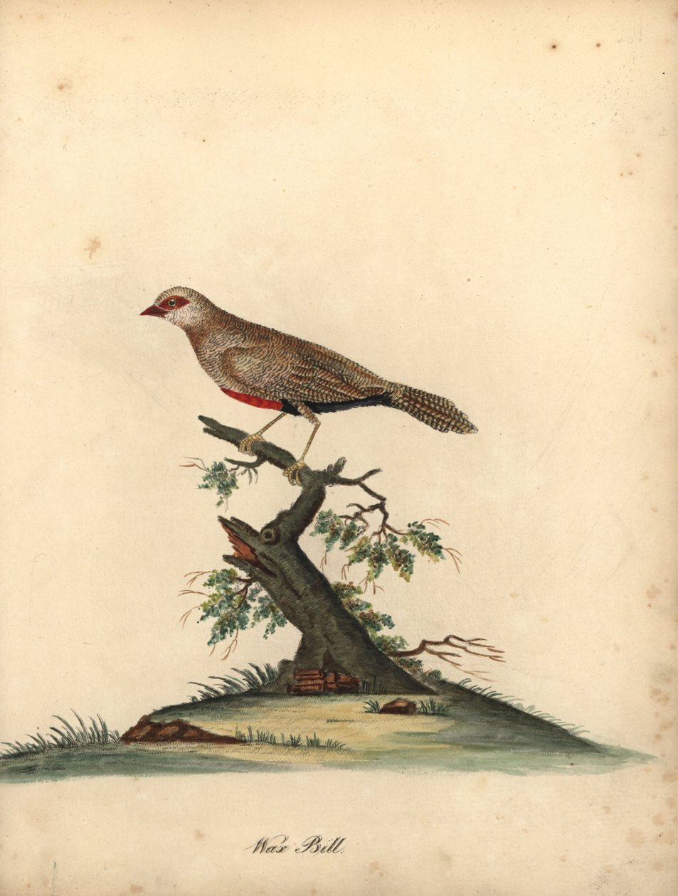 Common Waxbill, Estrilda Astrild. Handcoloured Copperplate Engraving from Portraits of Rare and Curious Birds from the Menagery of Osterly Park by William Hayes