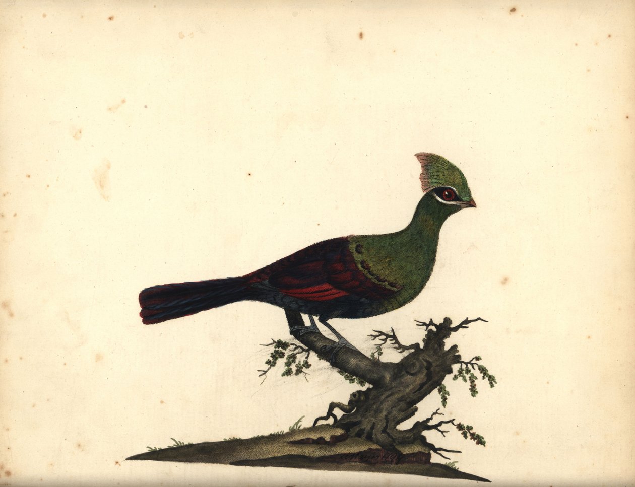 Guinea or Green Turaco, Tauraco persa. Handcoloured Copperplate Engraving of an Illustration by William Hayes from 