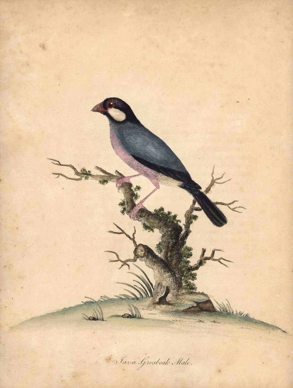 Java Sparrow, Lonchura Oryzivora. Handcoloured Copperplate Engraving from Portraits of Rare and Curious Birds from the Menagery of Osterly Park by William Hayes
