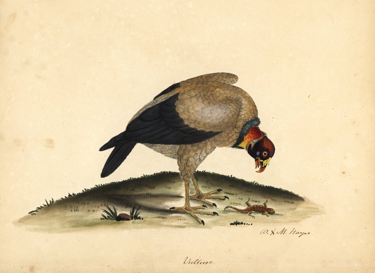 King Vulture, Sarcoramphus papa. Handcoloured Copperplate Engraving of an Illustration by William Hayes and His Daughter M from Portraits of Rare and Curious Birds from the Menagery of Osterly Park by William Hayes