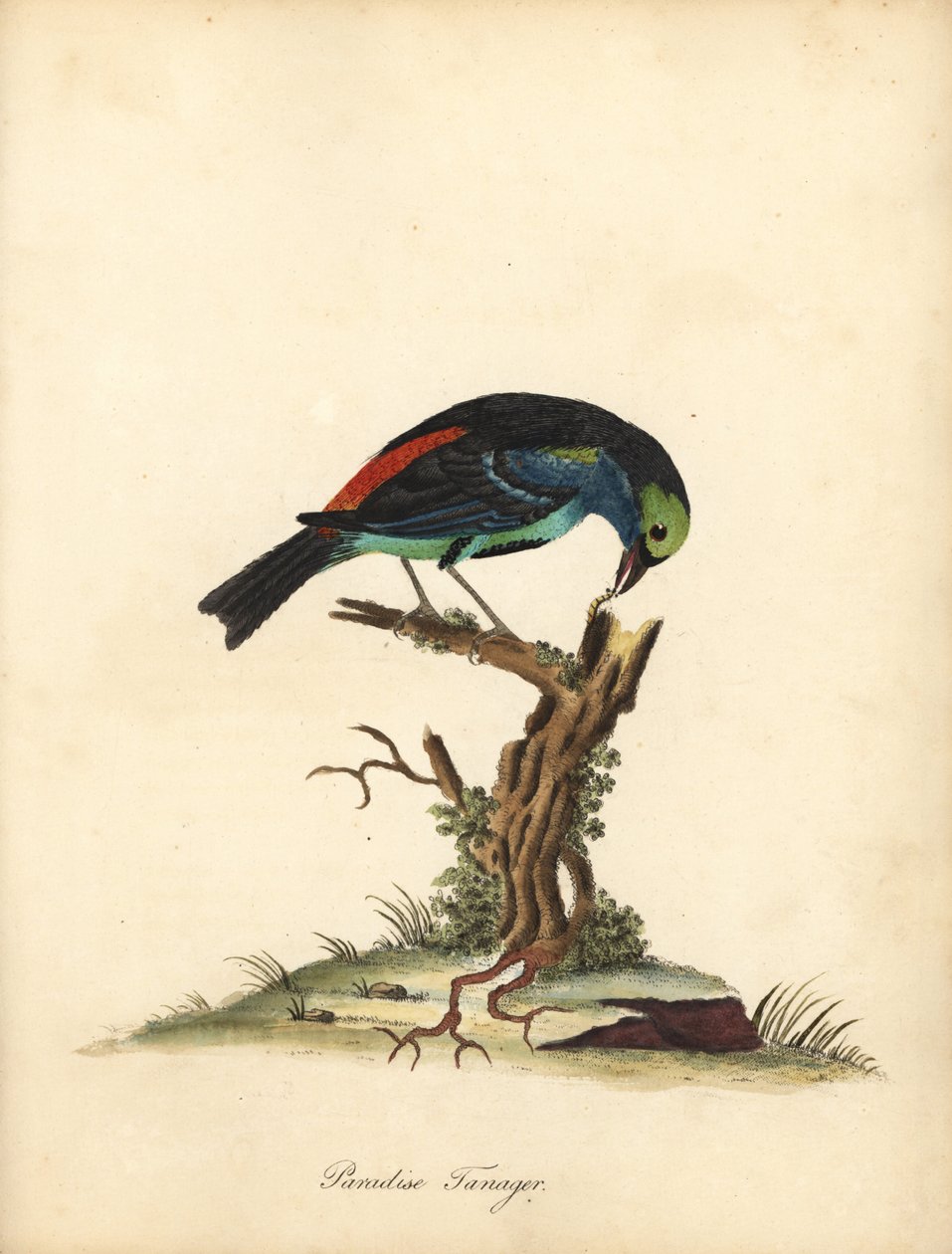 Paradise tanager, Tangara chilensis (Tanagra tatao) by William Hayes