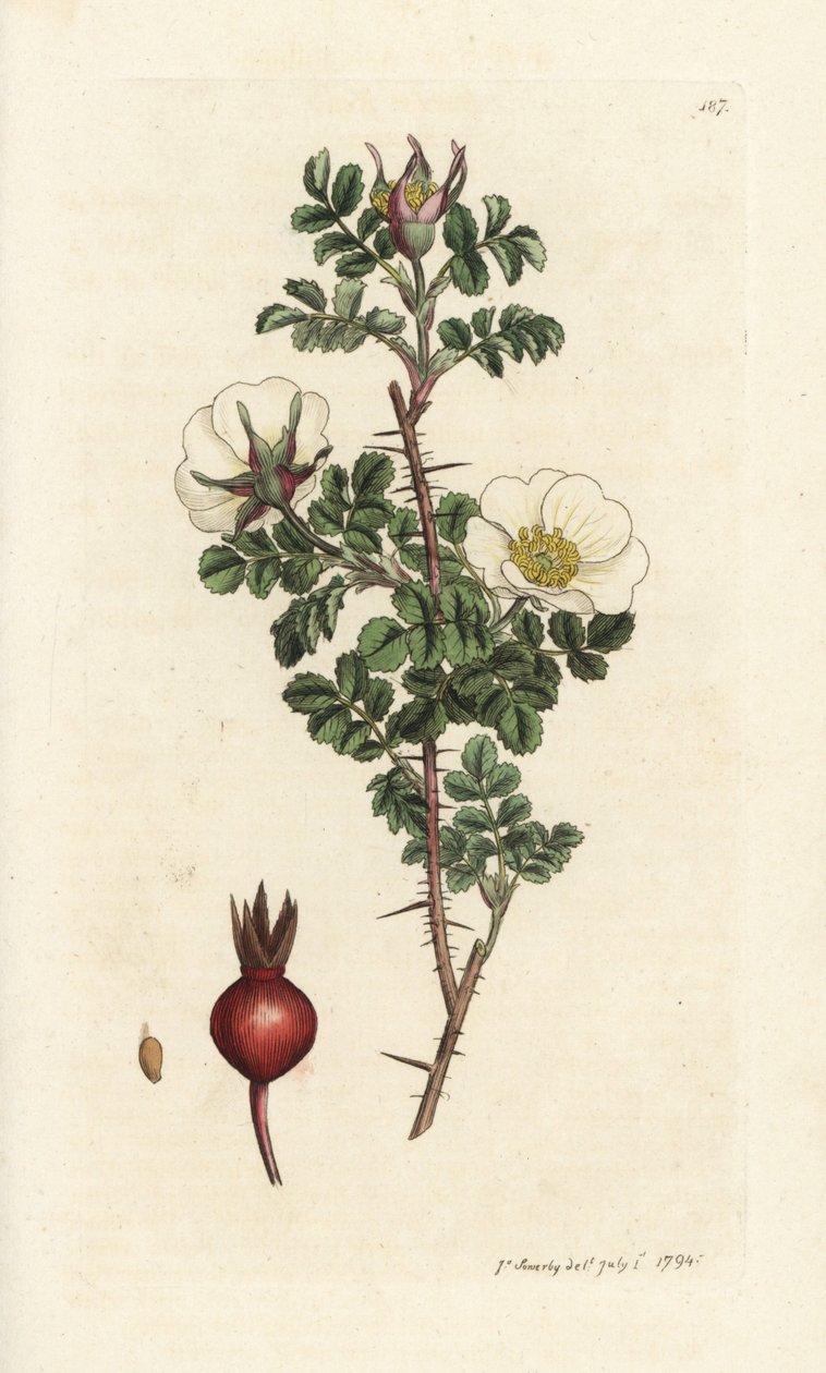 Pink Burnet, Rosa Spinosissima. Handcoloured Copperplate Engraving by James Sowerby from James Smith
