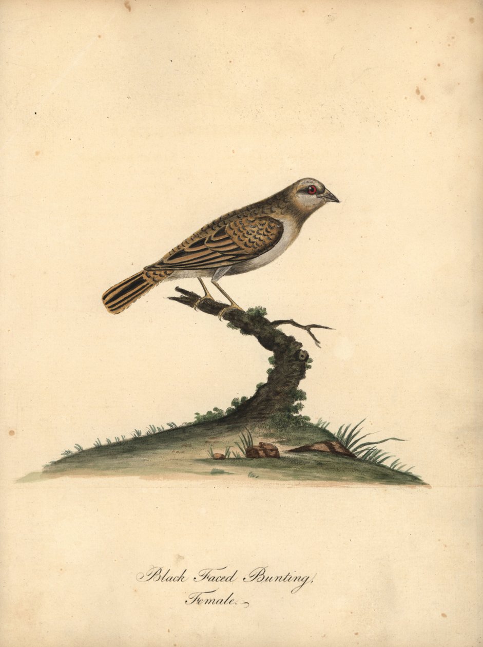 Red-Billed Quelea, Quelea Quelea, Female. Handcoloured Copperplate Engraving of an Illustration by William Hayes from Portraits of Rare and Curious Birds from the Menagery of Osterly Park by William Hayes