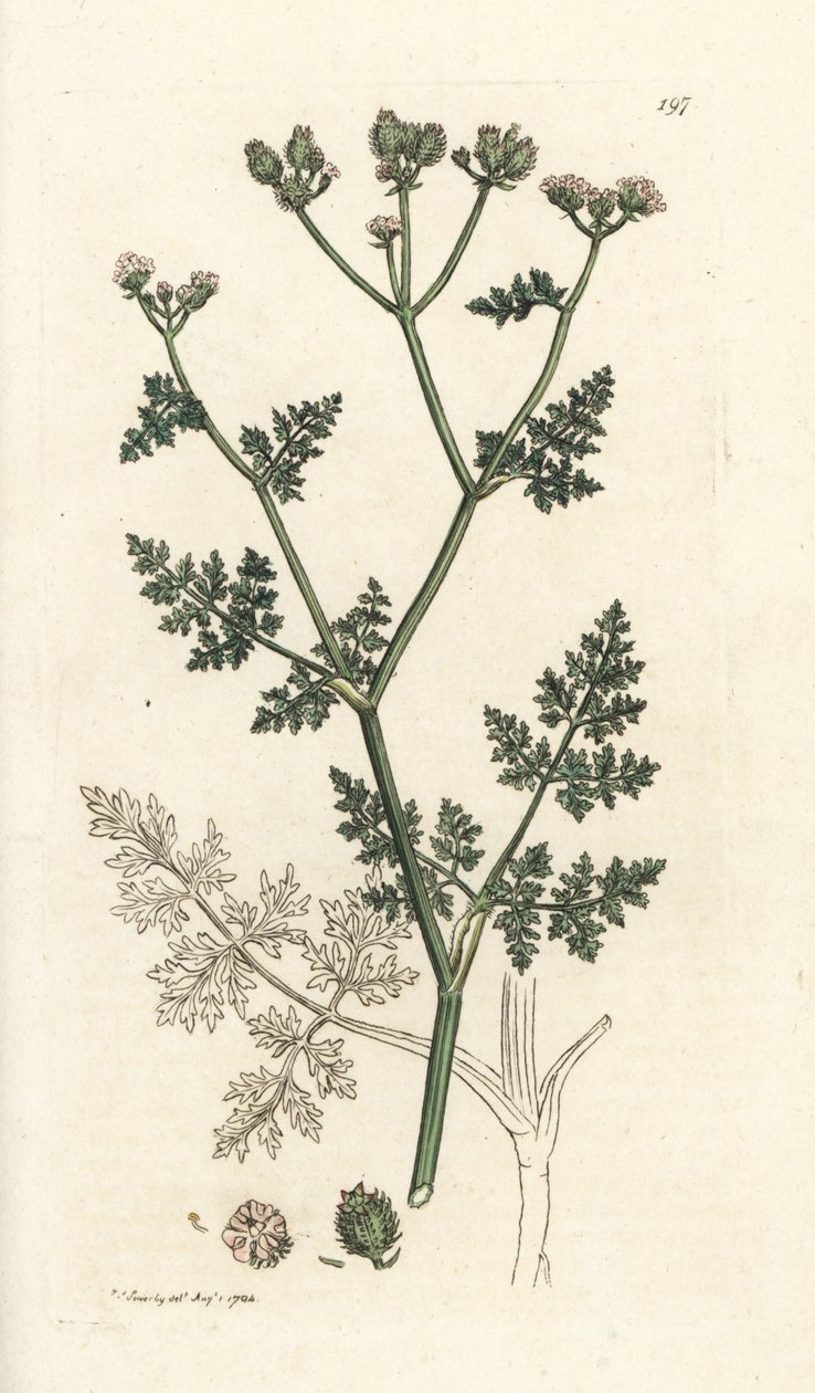 White lace flower, Orlaya grandiflora (Small caucalis or basard parsley, Caucalis daucoides). Handcoloured copperplate engraving by James Sowerby from James Smith