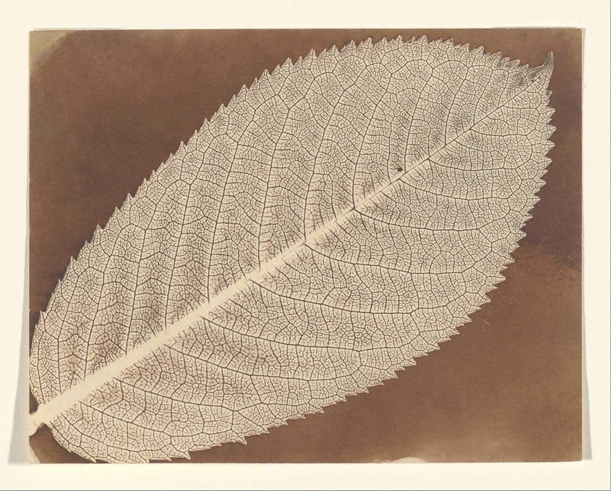 Leaf by William Henry Fox Talbot