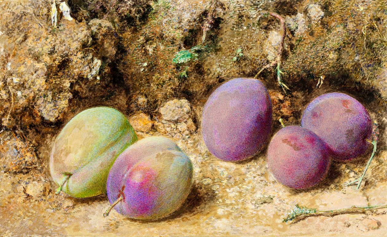 Ripe and Unripe Plums, c.1860 by William Henry Hunt