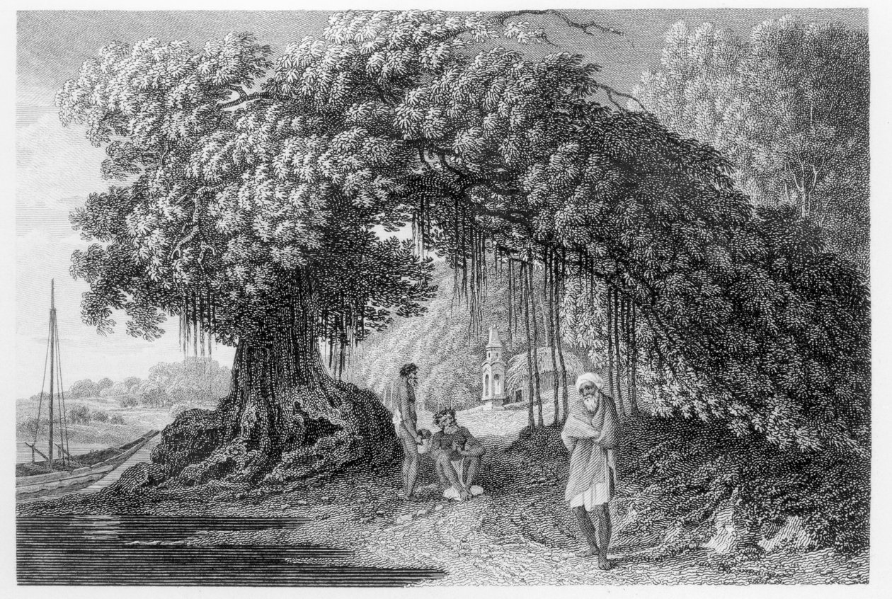 A Banyan Tree by William Hodges
