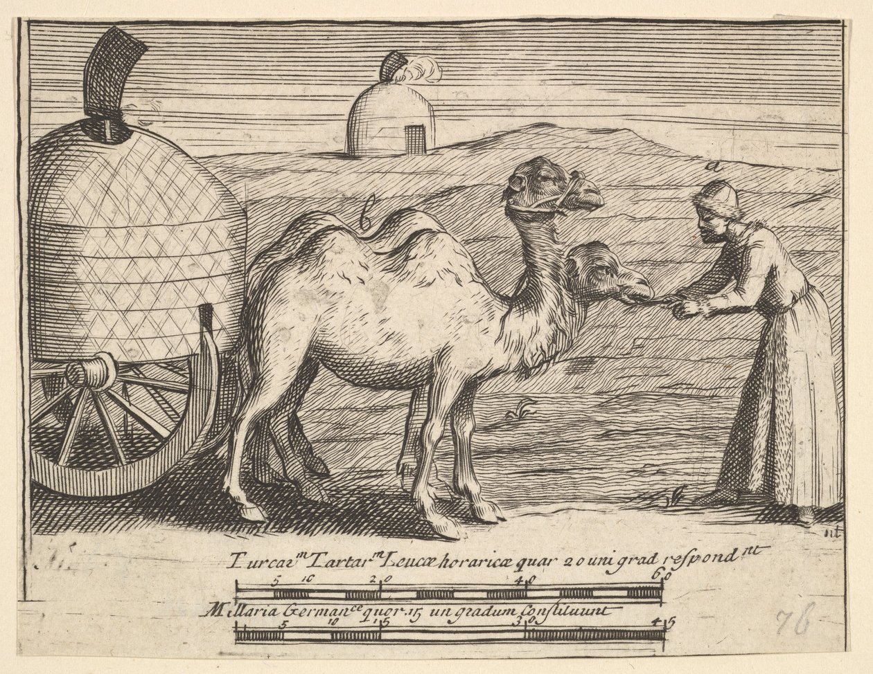 Two Dromedaries from Aubry de La Mottraye