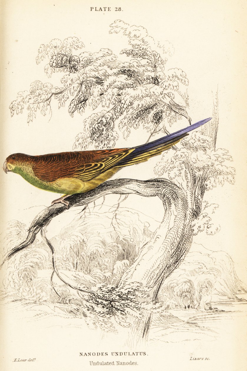 Budgerigar by William Home Lizars