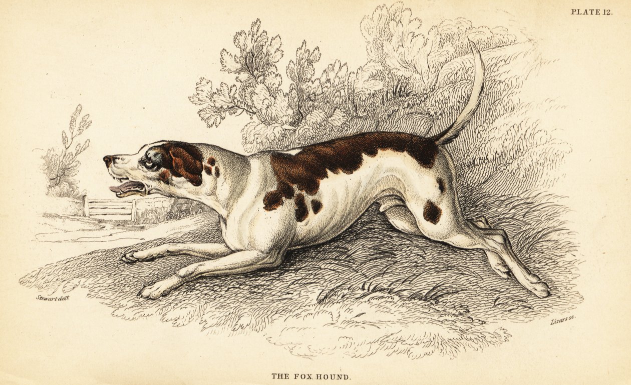 Fox hound, Canis lupus familiaris by William Home Lizars
