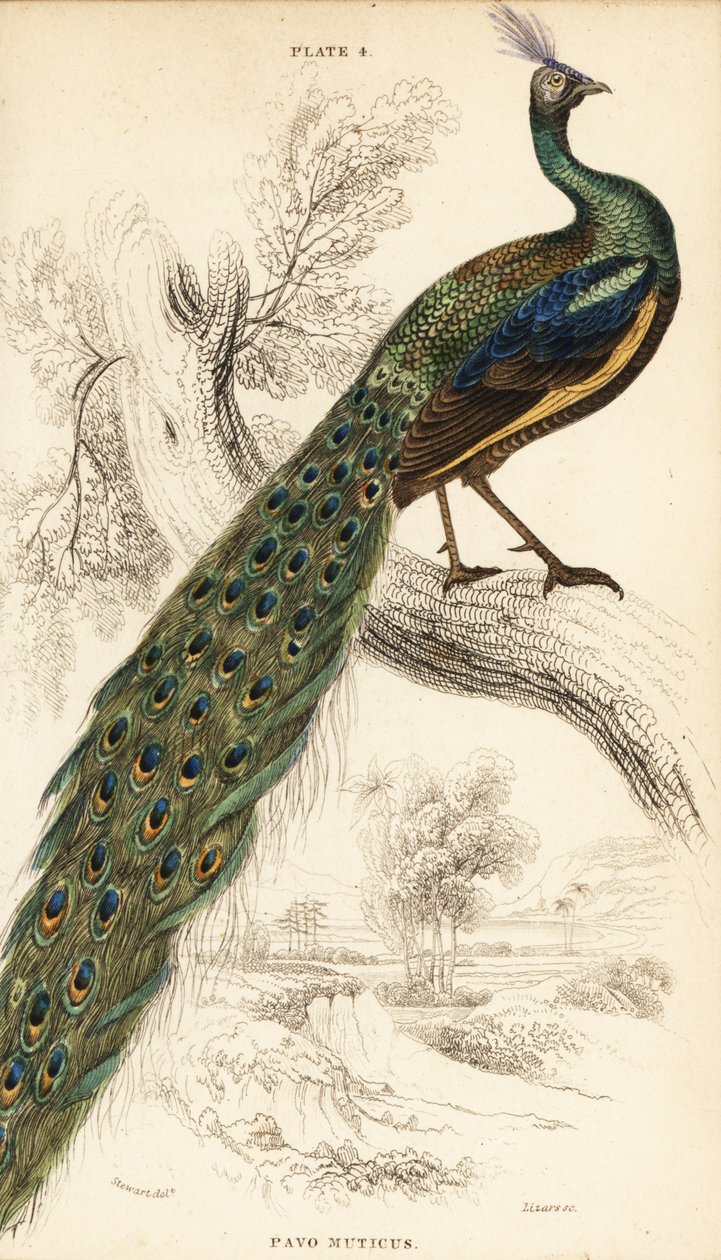 Green peafowl, Pavo muticus by William Home Lizars