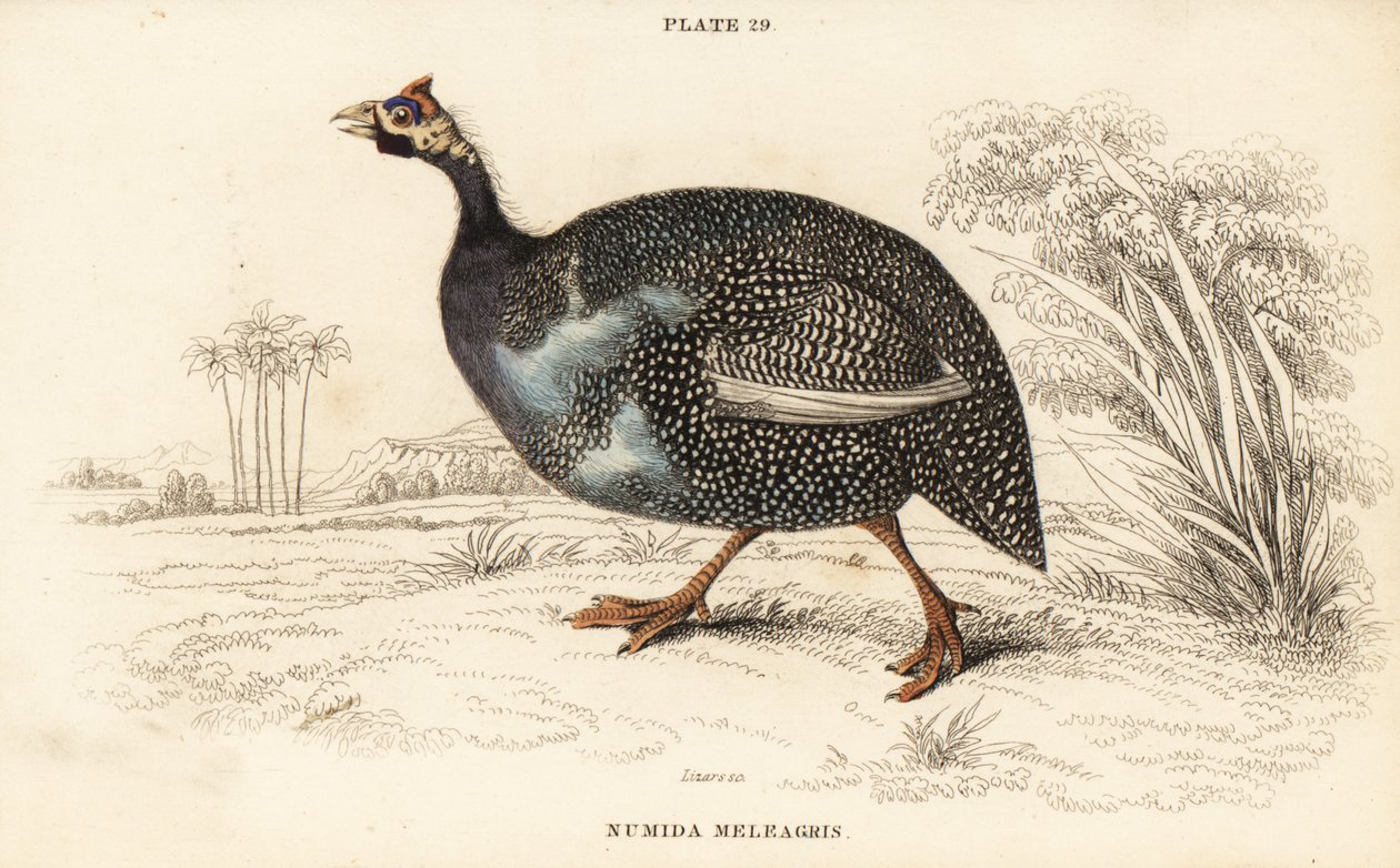 Helmeted Guineafowl, Numida meleagris by William Home Lizars