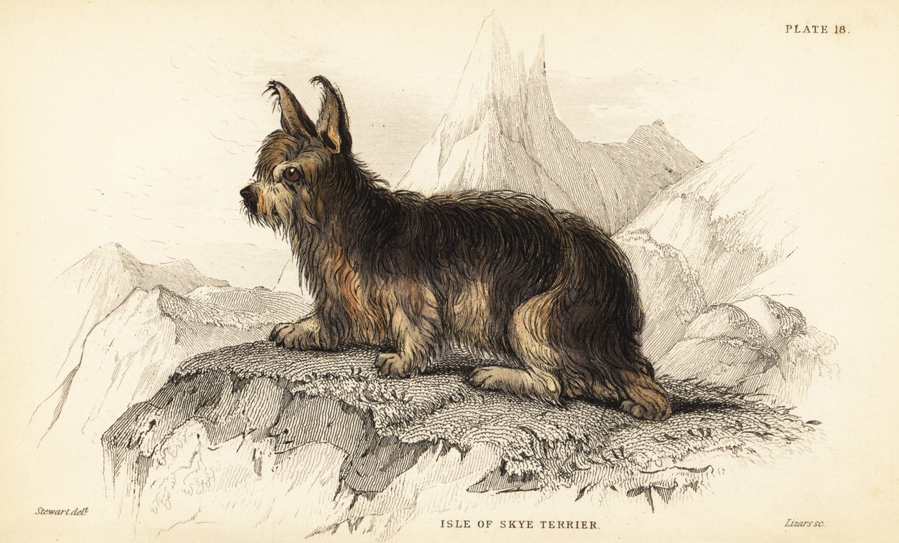 Isle of Skye terrier by William Home Lizars