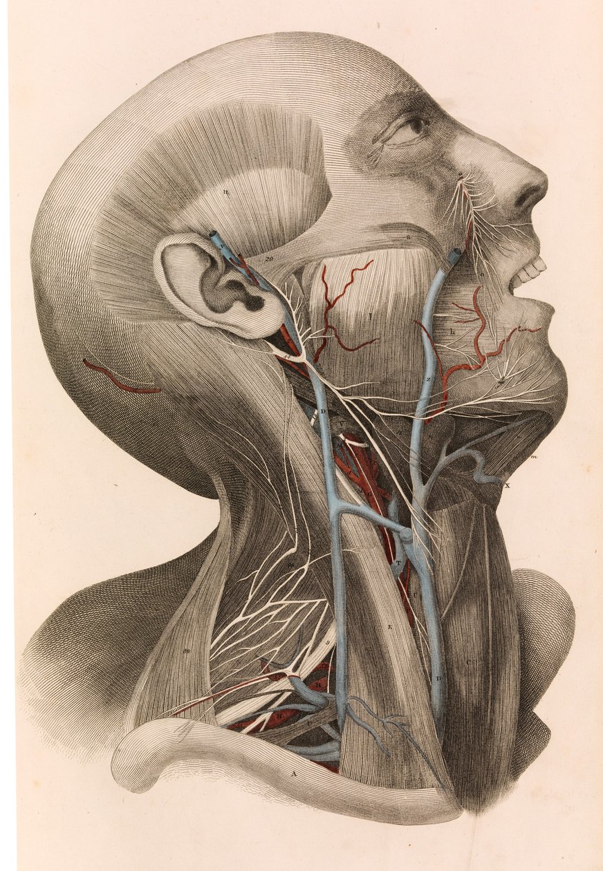 Muscles and Circulation of the Head and Neck by William Home Lizars