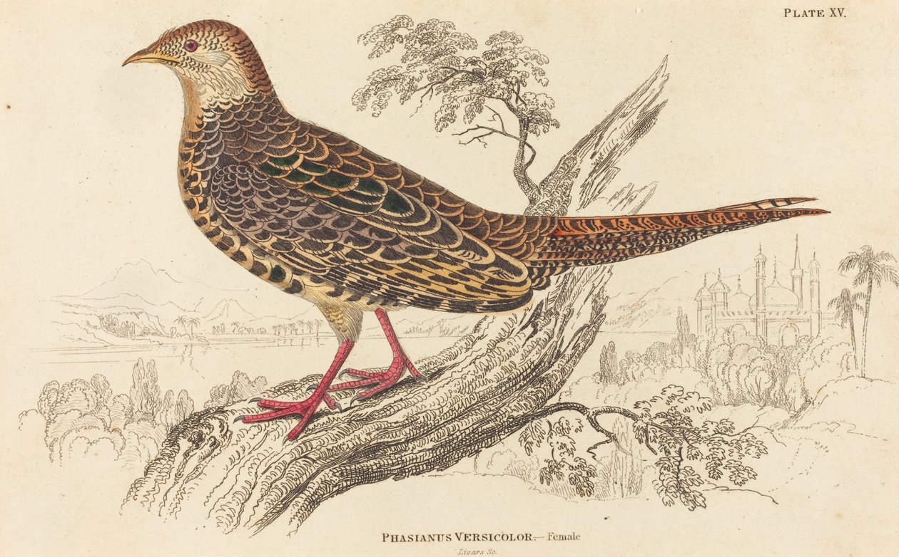 Phasianus Versicolor - Female by William Home Lizars