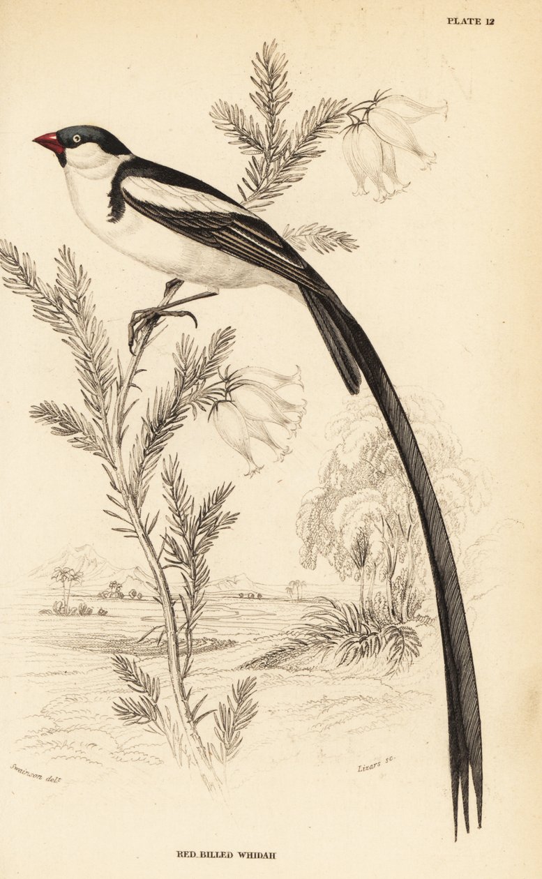 Pin-tailed Whydah, Vidua macroura by William Home Lizars