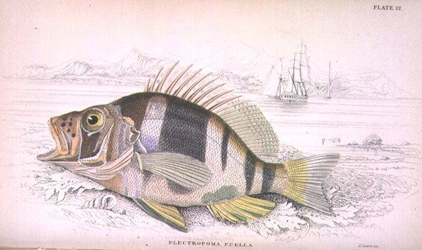 Plate 22 Plectropoma Puella, from 