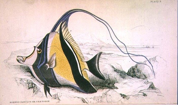 Plate 9 Horned Zanchus or Chaetodon engraved by the artist from 
