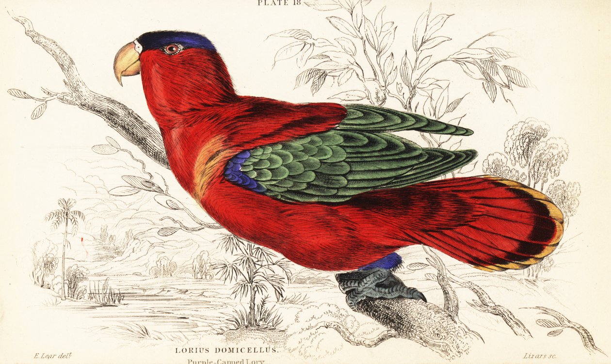 Purple-naped Lory, Lorius domicella by William Home Lizars