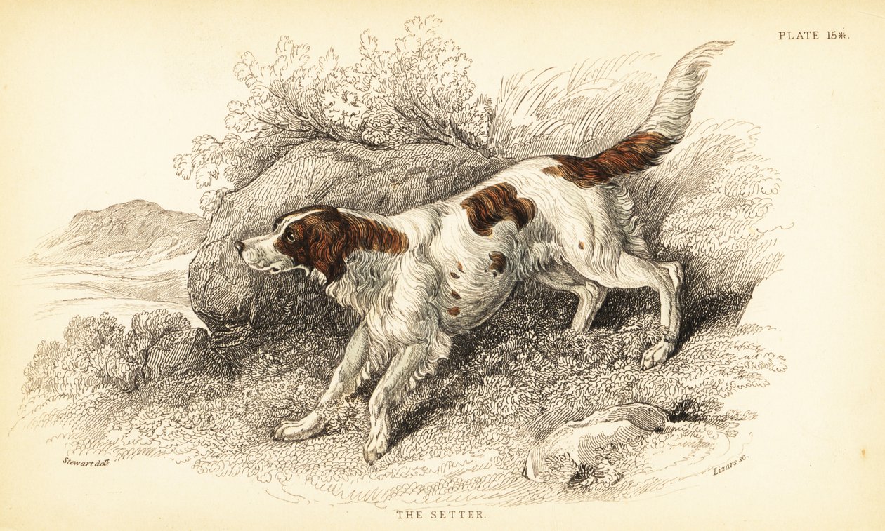 Setter by William Home Lizars